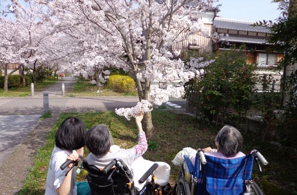 桜並木の屋外風景