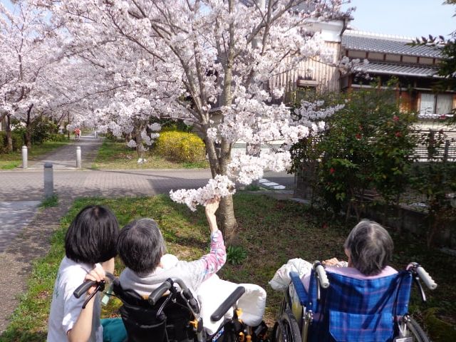 桜並木の屋外風景 庭 車椅子の方が桜の下で春の訪れを楽しんでいます。リラックスした雰囲気が伝わる場所です。