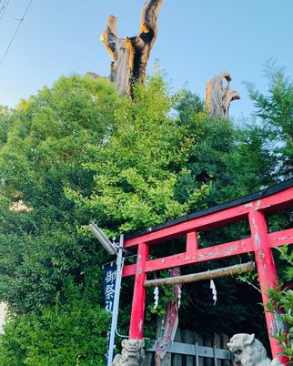 朱色の鳥居と緑の木々