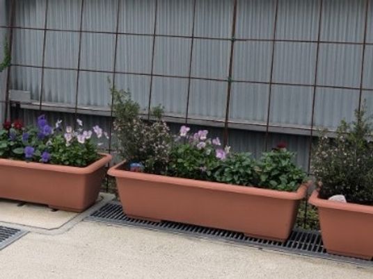 花が並ぶ外壁沿いの庭  