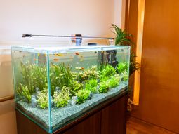 色鮮やかな観賞用水槽