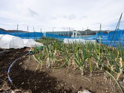 野菜が育つ庭