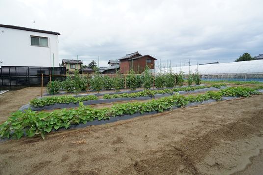 手入れされた施設の庭
