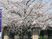 桜のある建物外観  
