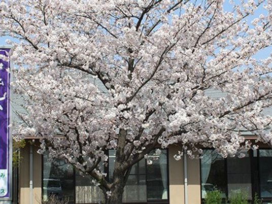 桜のある建物外観  