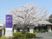 桜と施設の外観  