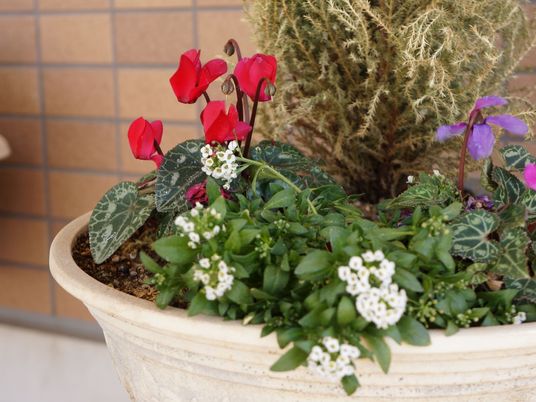 色鮮やかな鉢植え