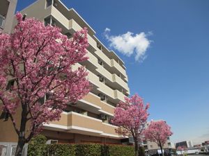 桜と建物の外観