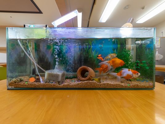 金魚の水槽が置かれた空間  