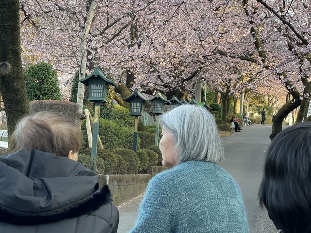 桜並木を歩く人々 庭 桜が咲く小道を、訪問者の方々が楽しく散策しています。自然を感じながらリフレッシュできます。