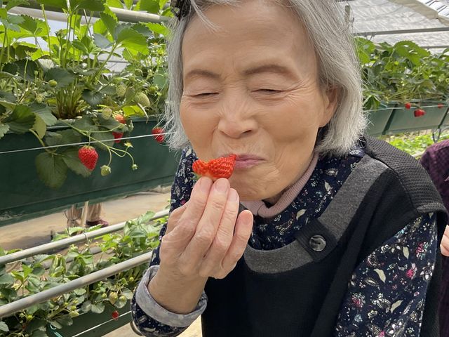 いちご狩り