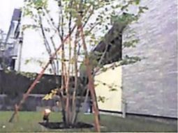 新緑の樹木と芝生の庭