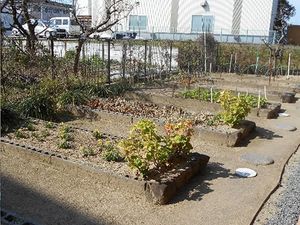 庭の菜園スペース  