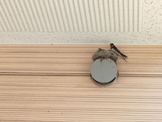 ツバメの巣がある天井  