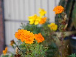 鮮やかな花が咲く中庭