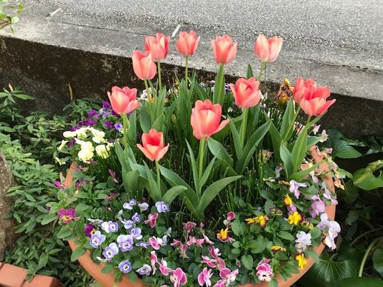 花壇のチューリップと草花の中庭  