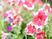 鮮やかな花の中庭