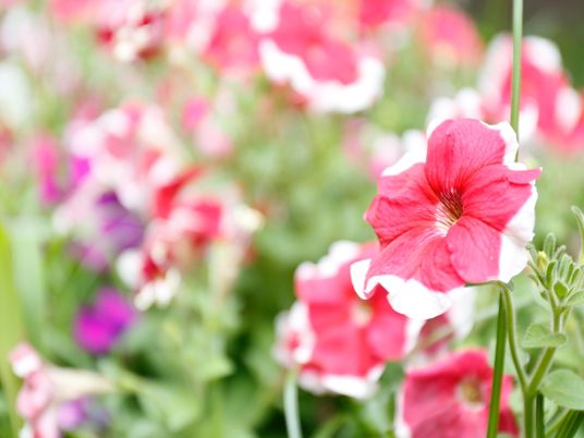 鮮やかな花の中庭