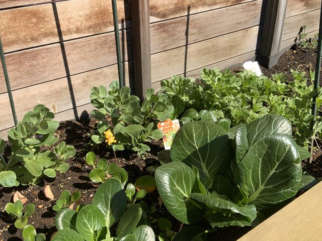 菜園