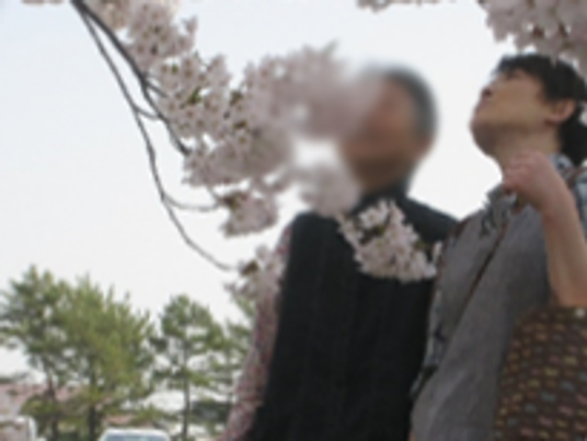 満開の桜の下で親睦を深める庭