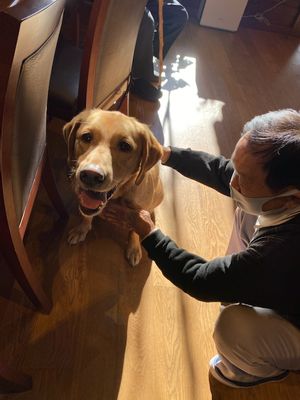 犬と触れ合う人