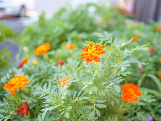 オレンジの花が咲く庭