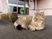 施設前で休む猫の外観  