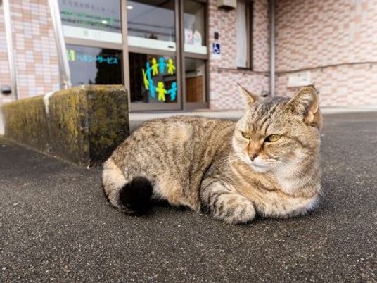 施設前で休む猫の外観  