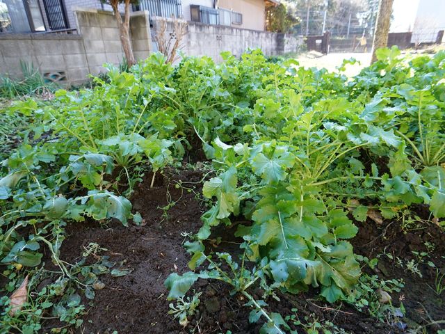 手入れされた緑の庭 畑 手入れされた小さな庭では、四季折々の草花を育てながら心地よいひと時をお過ごしいただけます。やわらかな日差しの中で、土いじりの楽しさをご体感ください。