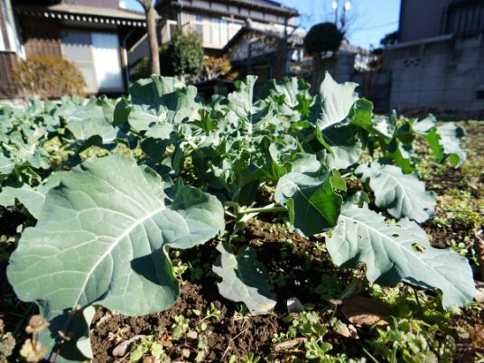 緑の葉野菜が生育中