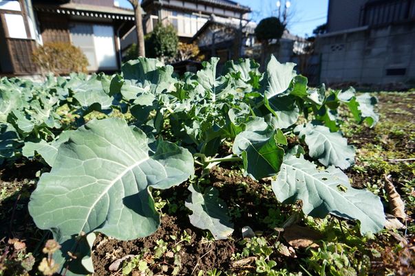 緑の葉野菜が生育中