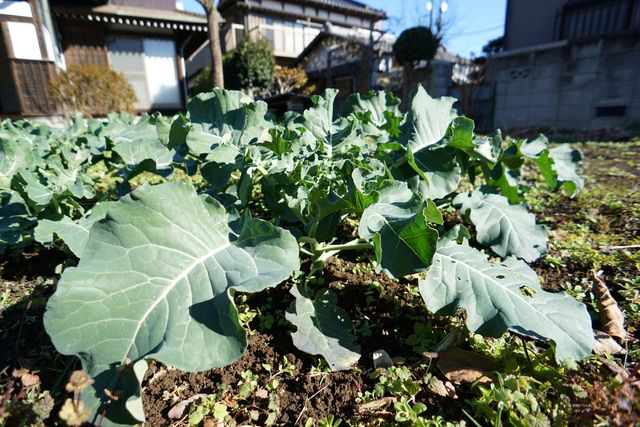 緑の葉野菜が生育中