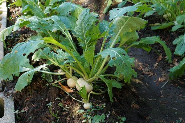 土に育つ野菜の様子