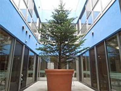 大きな鉢植えのある中庭