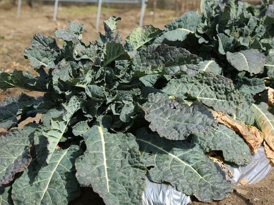 野菜の成長する畑