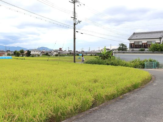 緑豊かな田園風景