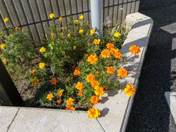 色鮮やかな花の植え込み