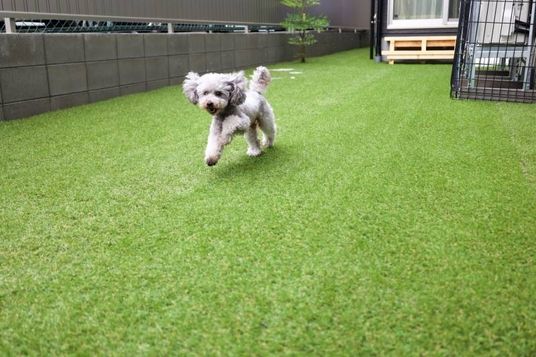 犬が遊ぶ中庭