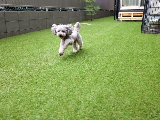 犬が遊ぶ中庭 中庭 広々とした中庭で元気に走る犬がお出迎え。癒しの空間提供にも注力しています。