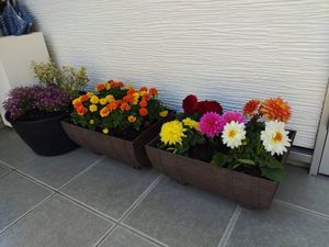 花のあるテラス  