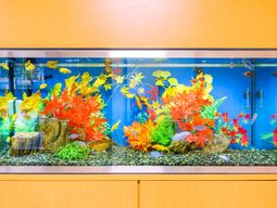カラフルな装飾の水槽