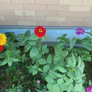 色とりどりの花の庭
