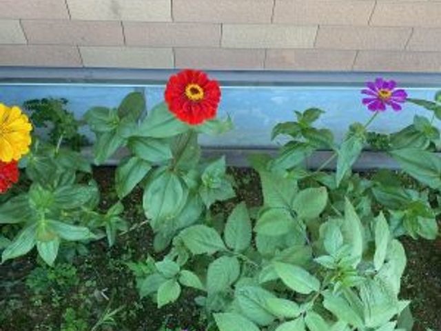 色とりどりの花の庭 庭 色鮮やかな花が咲く庭で、季節の移ろいを楽しめます。リフレッシュに最適な場所です。