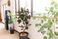 観葉植物のある部屋