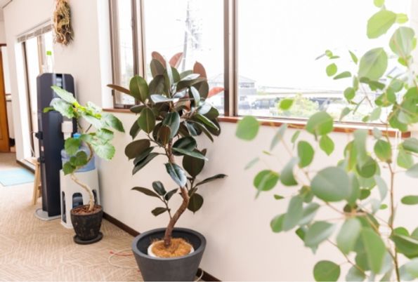 観葉植物のある部屋