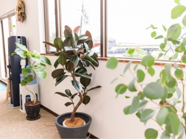 観葉植物のある部屋 ラウンジ 窓から自然光が差し込む明るい空間です。観葉植物が心地よい雰囲気を演出しています。