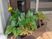 玄関先の鉢植え  