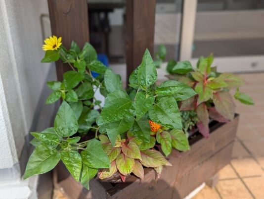 玄関先の鉢植え  
