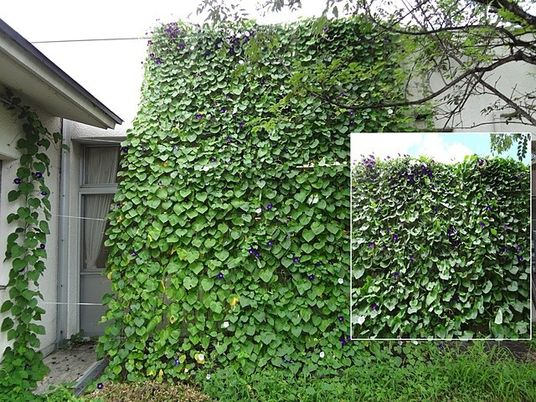 つる植物の庭  