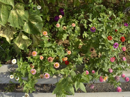 色とりどりの花が咲く庭